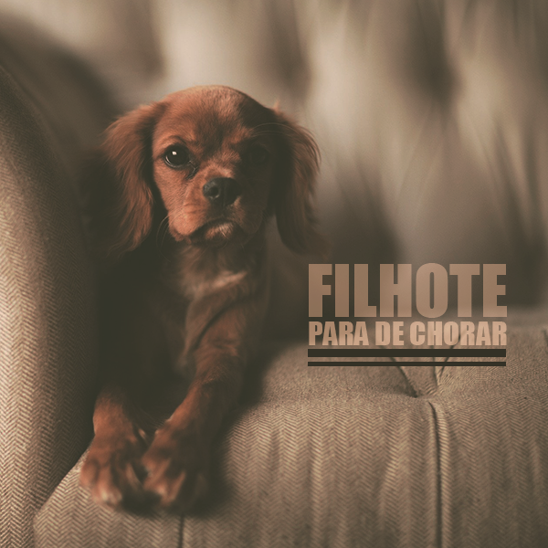 Filhote de cachorro: Parar de chorar.