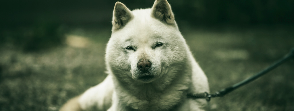 Cachorro japonês - Hokkaido