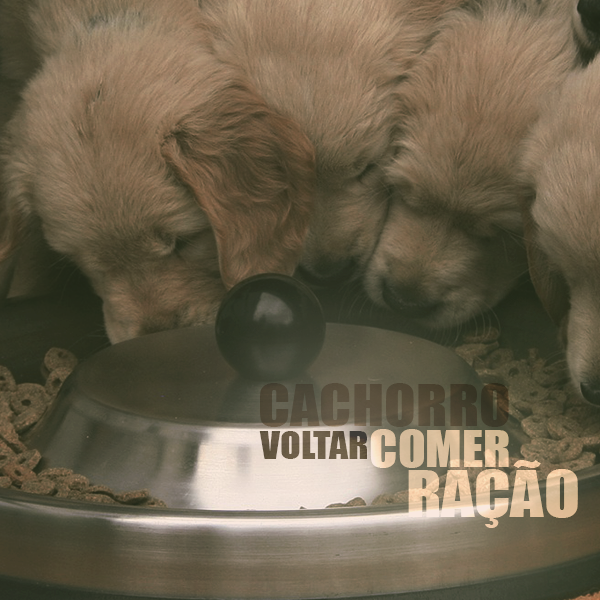 Como fazer cachorro: Voltar a comer ração