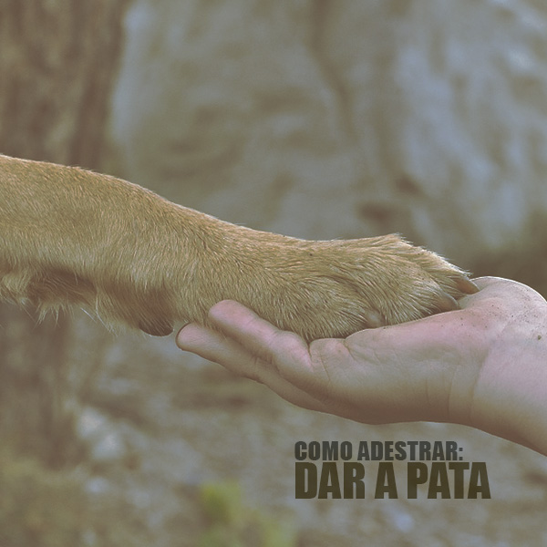 Ensinando comandos: Dar a pata