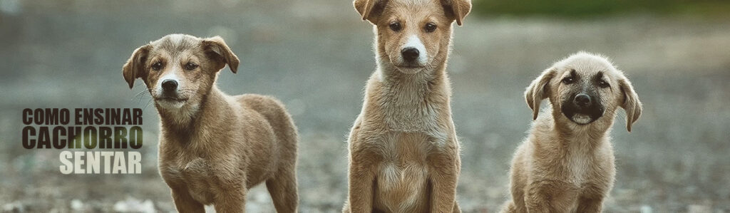 Como ensinar o cachorro a sentar