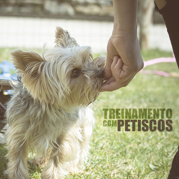 Treinamento cachorro: Petiscos