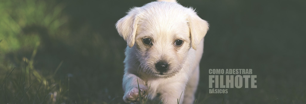 como adestrar um cachorro filhote