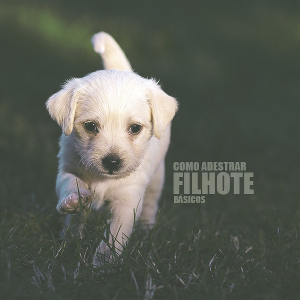 Filhote de cachorro: Como adestrar