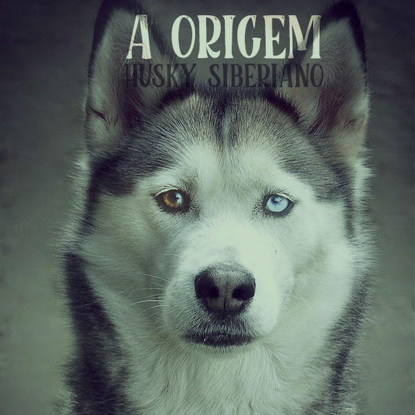 Qual é a origem do Husky Siberiano?