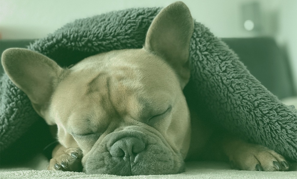 Como fazer cachorro dormir sozinho?