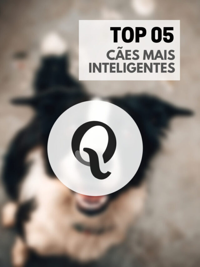 Cães Mais Inteligentes [Top 10]