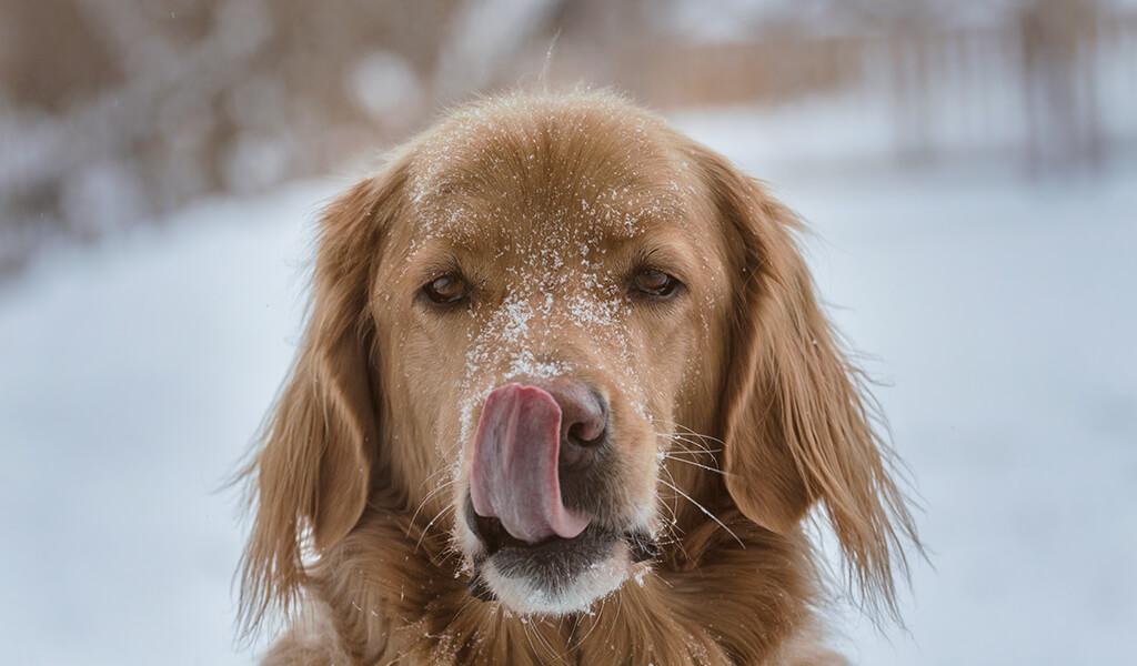 Cachorro pode comer Arroz Parboilizado?