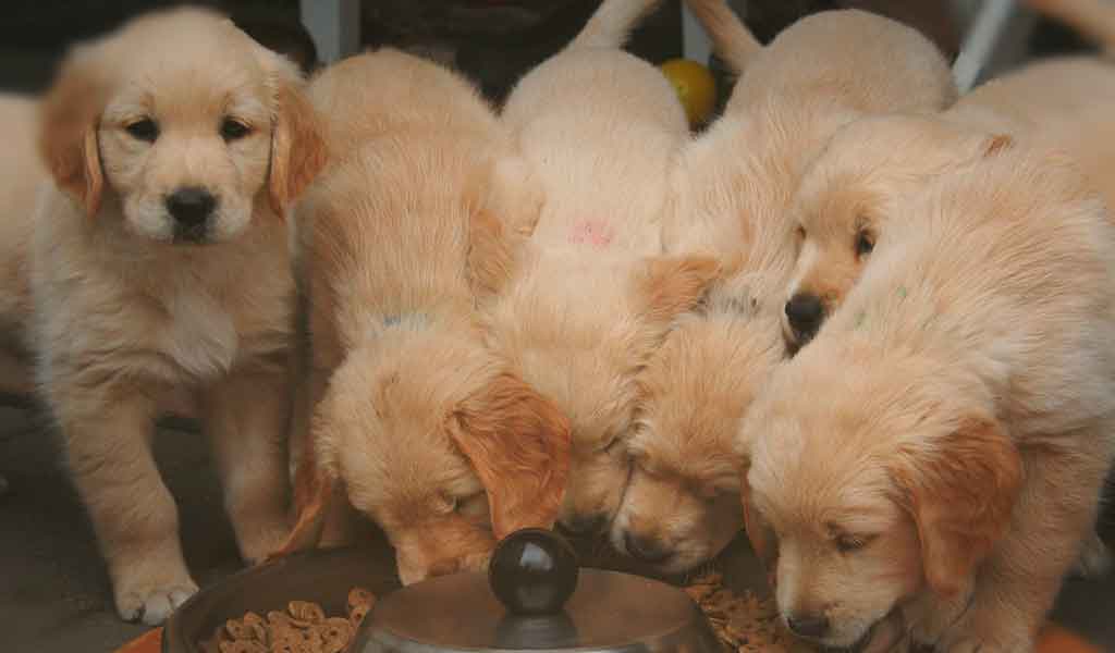 Cachorro pode comer arroz integral