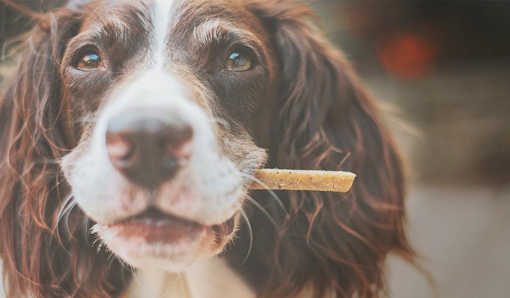 Cachorro pode comer aveia