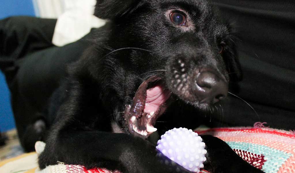 Como ensinar o cachorro a trazer a bolinha? 05 Passos