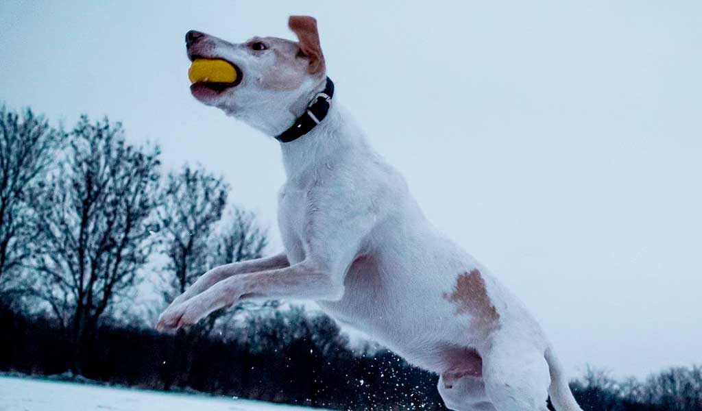 Como ensinar o cachorro a trazer a bolinha? 05 Passos