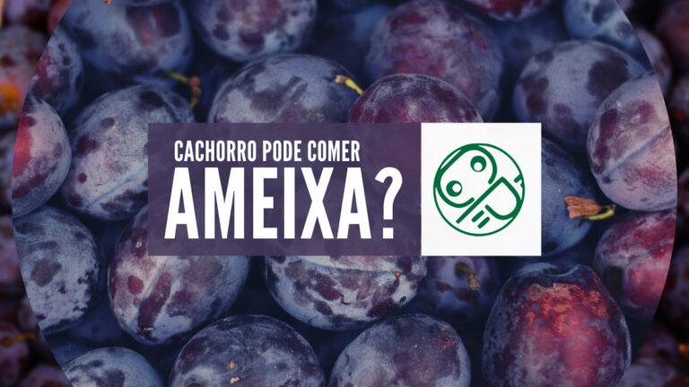 Cachorro pode comer Ameixa? São Proibidas? 3 Cuidados