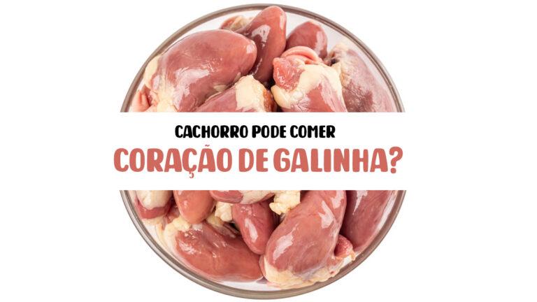 Cachorro pode comer Coração de Galinha? 04 Cuidados.