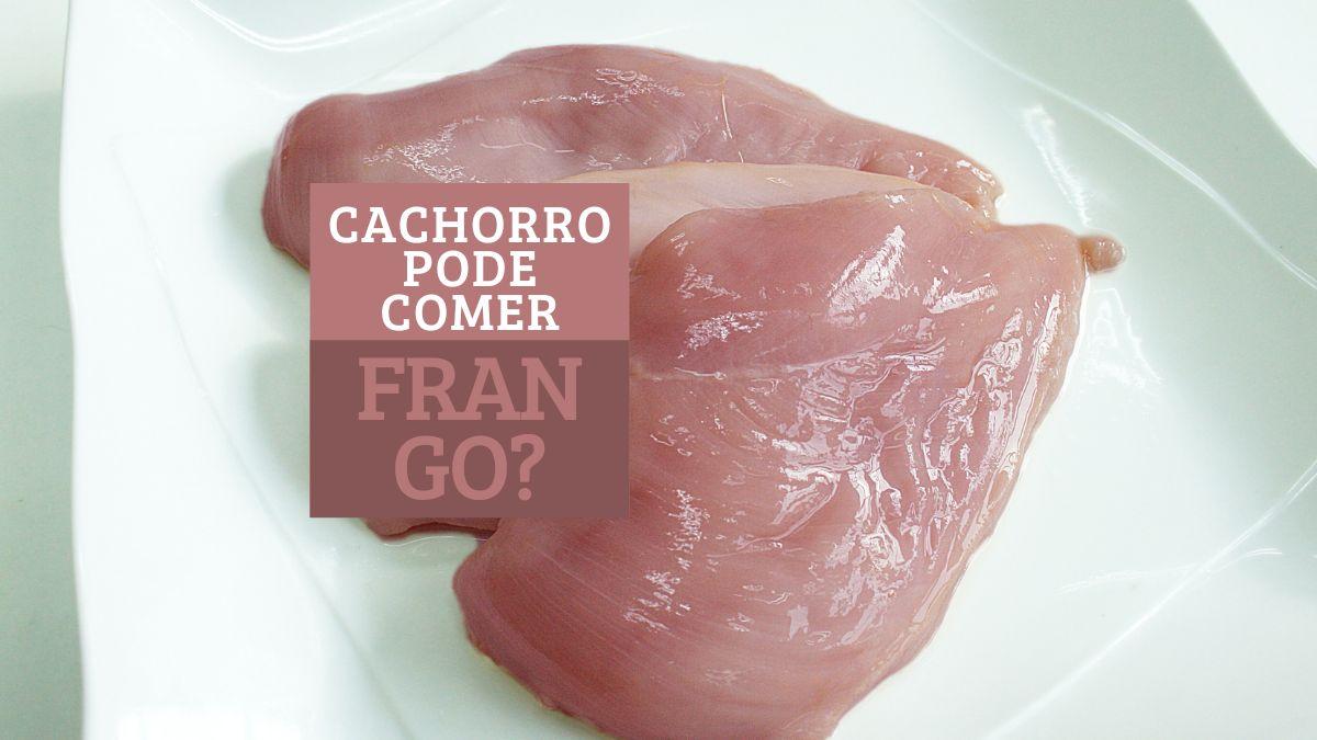 Cachorro pode comer frango