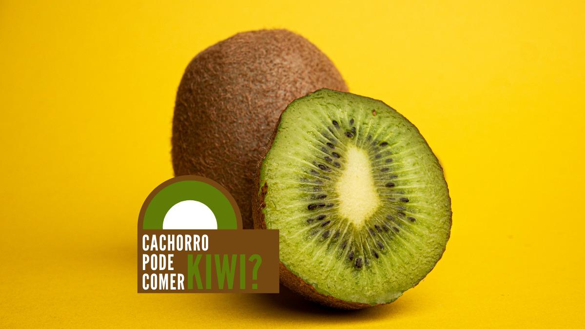 Cachorro pode comer kiwi