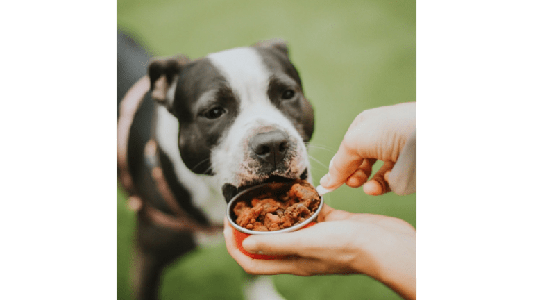 Cachorro pode comer Moela de Frango? Alguns Cuidados..