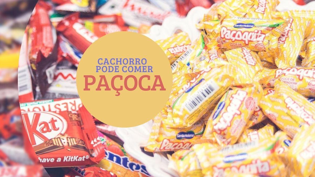 Cachorro pode comer pacoca