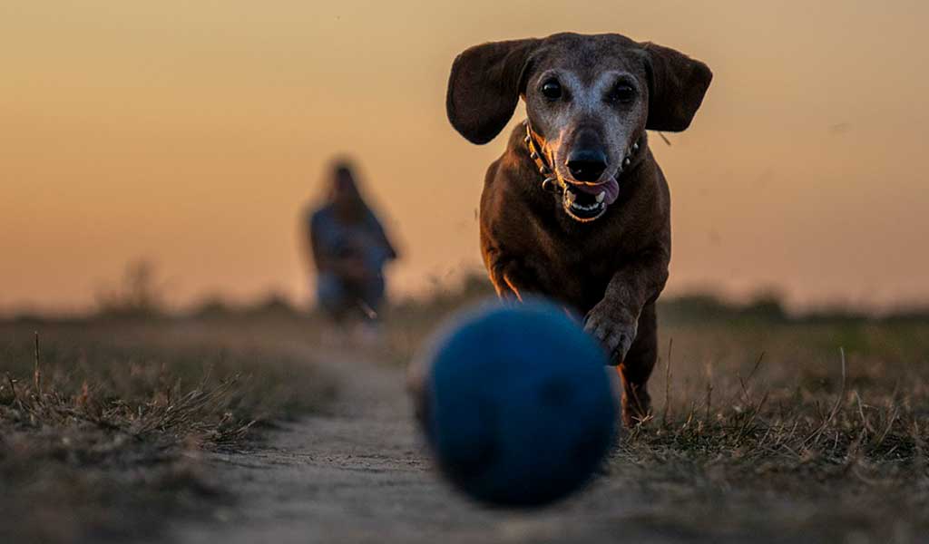 Como ensinar o cachorro a trazer a bolinha? 05 Passos