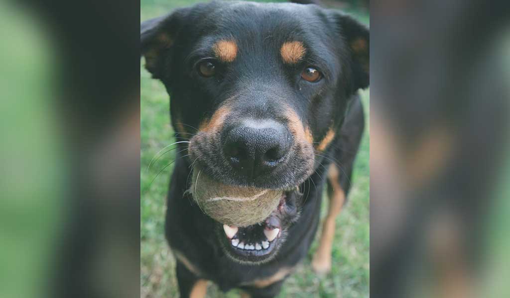 Como ensinar o cachorro a trazer a bolinha? 05 Passos