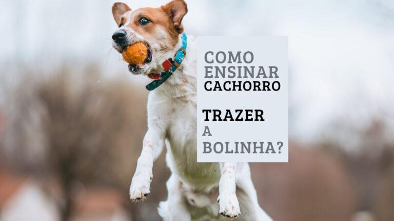 Como ensinar o cachorro a trazer a bolinha? 05 Passos