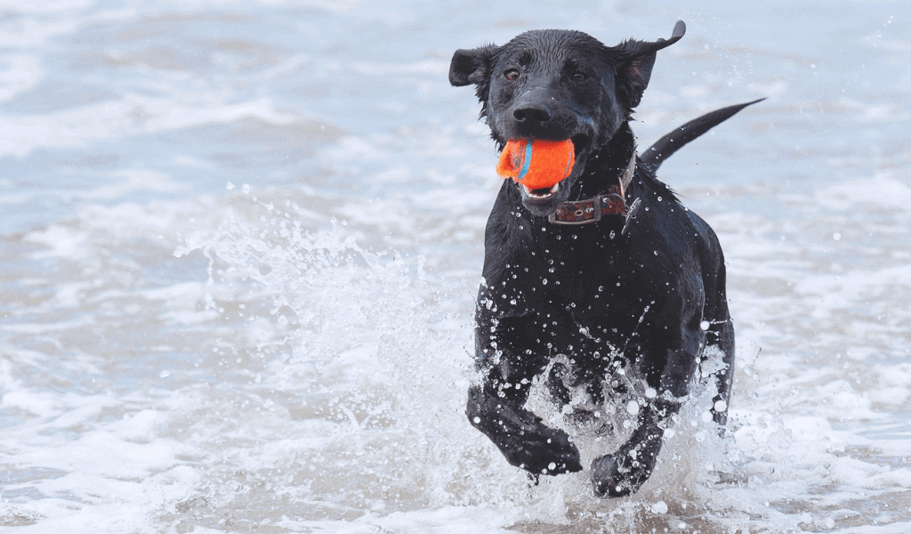 Como ensinar o cachorro a trazer a bolinha? Passo a passo