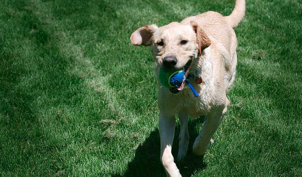 Como ensinar o cachorro a trazer a bolinha? 05 Passos