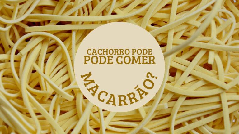 Cachorro pode comer Macarrão? Os Principais Riscos￼