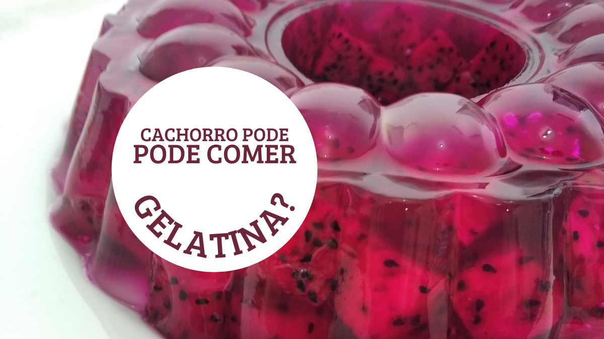 Gelatina para o cachorro