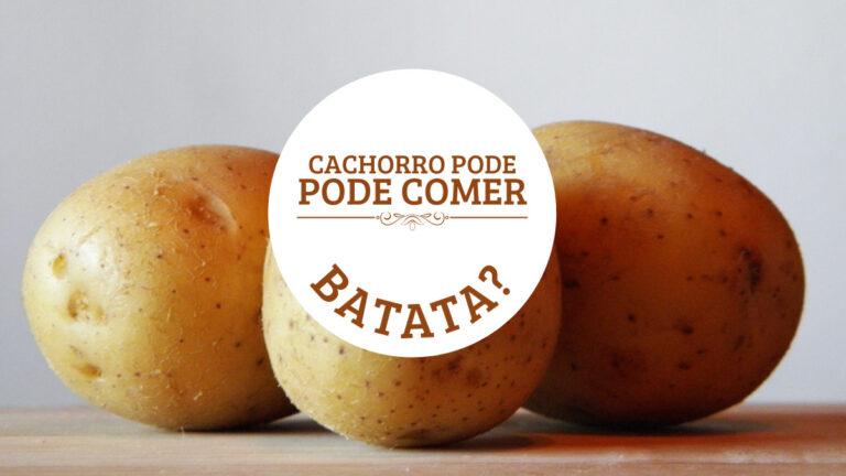 Cachorro pode comer Batata? Confira todos os Cuidados!