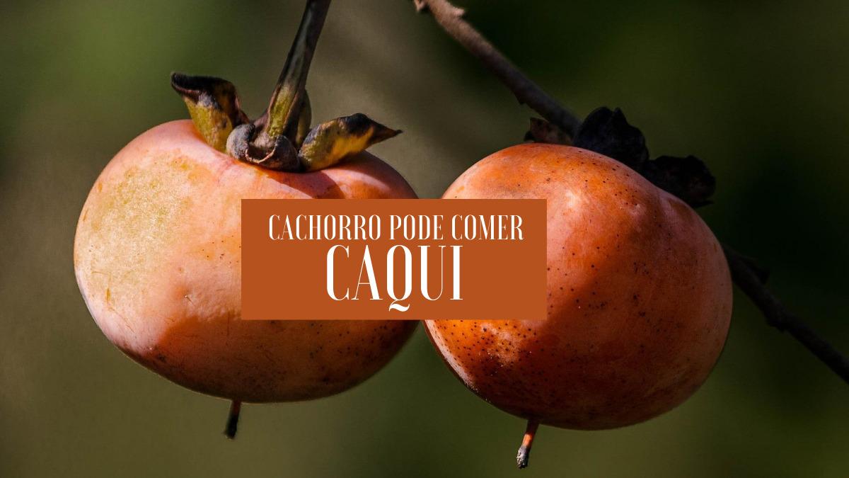 Cachorro pode comer caqui