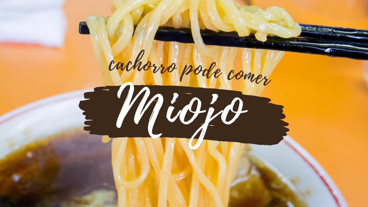 Cachorro pode comer Miojo? Não! Motivo está aqui...