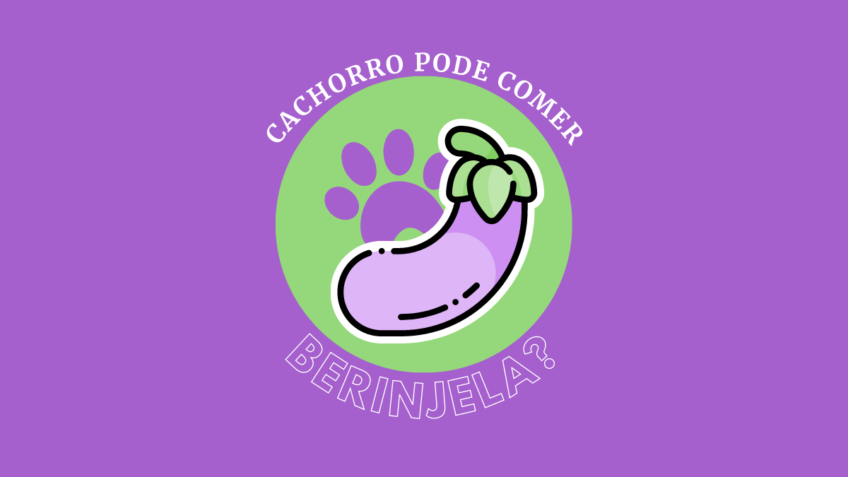 Cachorro pode comer Berinjela? Os principais cuidados!