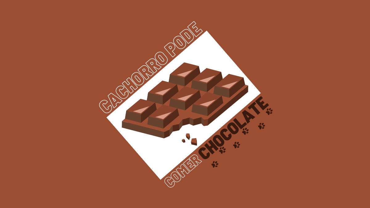 Cachorro pode comer chocolate