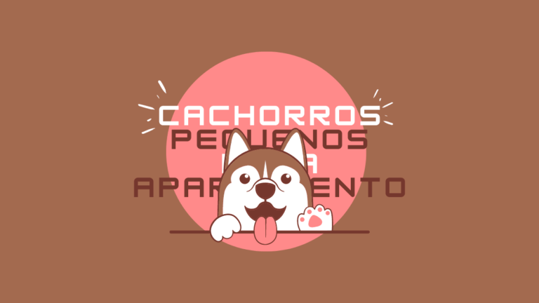 [Lista] 11 Cachorros pequenos para apartamento