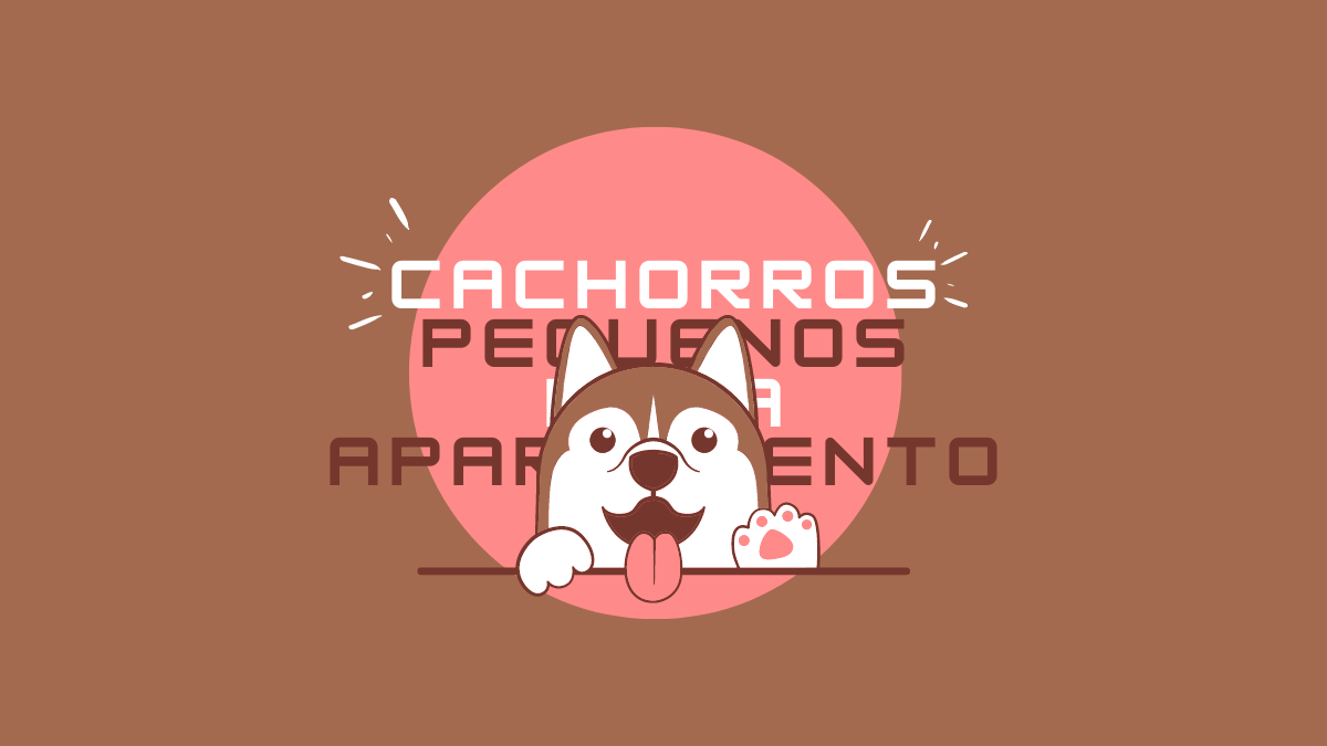 Cachorros pequenos para apartamento