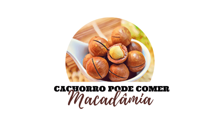 Cachorro pode comer macadâmia? São boas para os nossos cães?