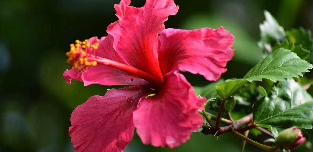 Cachorro pode comer Hibisco