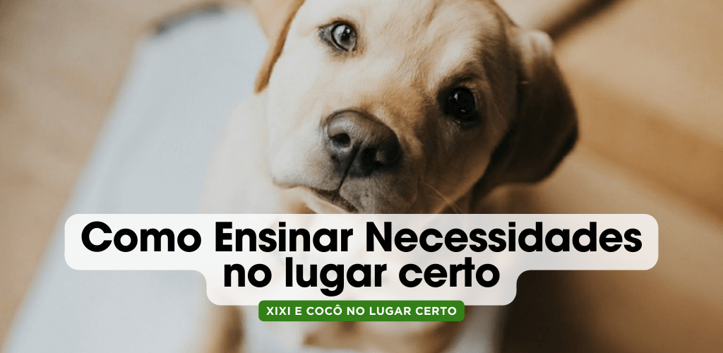 Ensinar cachorro fazer xixi no lugar certo: Guia definitivo