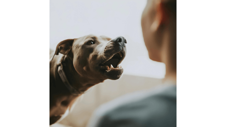 Como fazer cachorro parar de latir para o vizinho? Entenda: