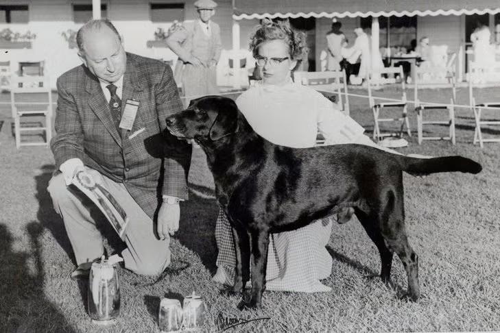 Origem do Labrador em exposição
Imagem original (https://www.akc.org/wp-content/uploads/2020/11/AKE_20_Howe_Labs_PH20161.jpg)