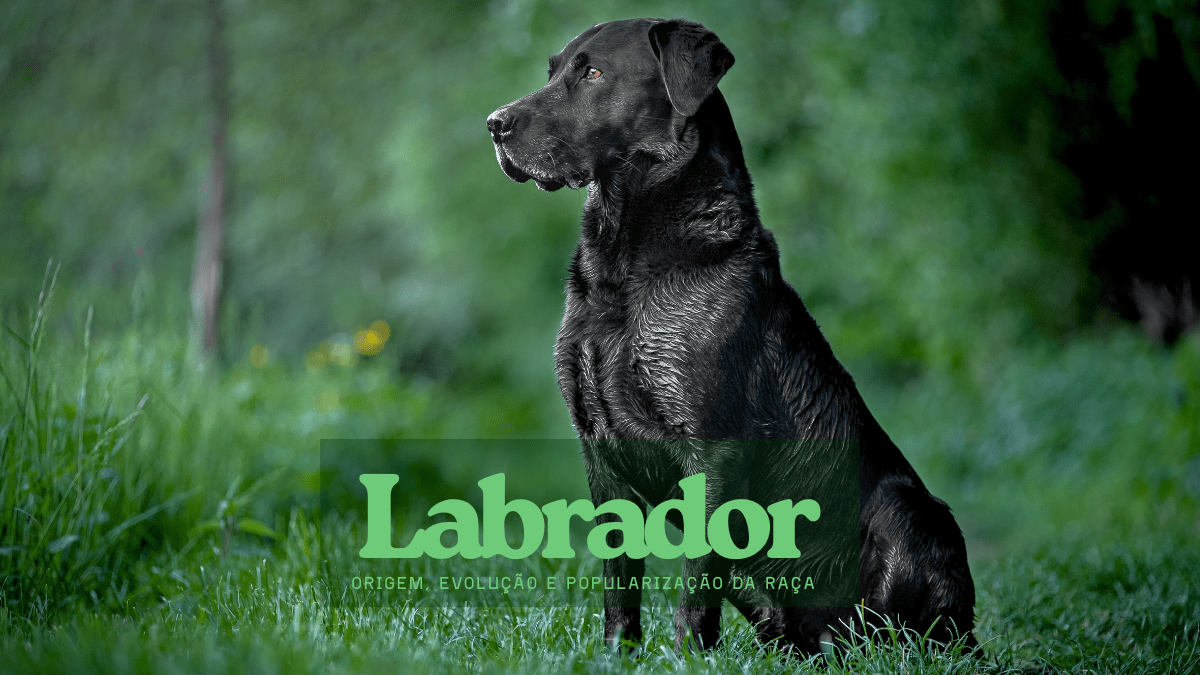 Origem do Labrador: história, evolução e popularização da raça
