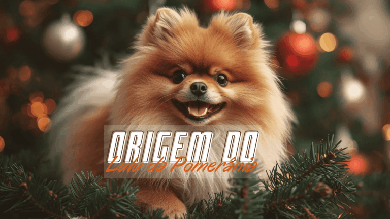 Origem do Lulu da Pomerânia: Segredos da Raça Mais Fofa do Mundo