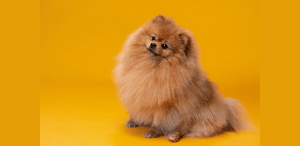 Origem do Lulu da Pomerânia: Segredos da Raça Mais Fofa do Mundo