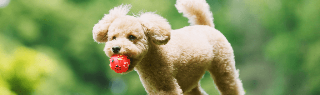 Cachorros de Pequeno Porte - Toy Poodle