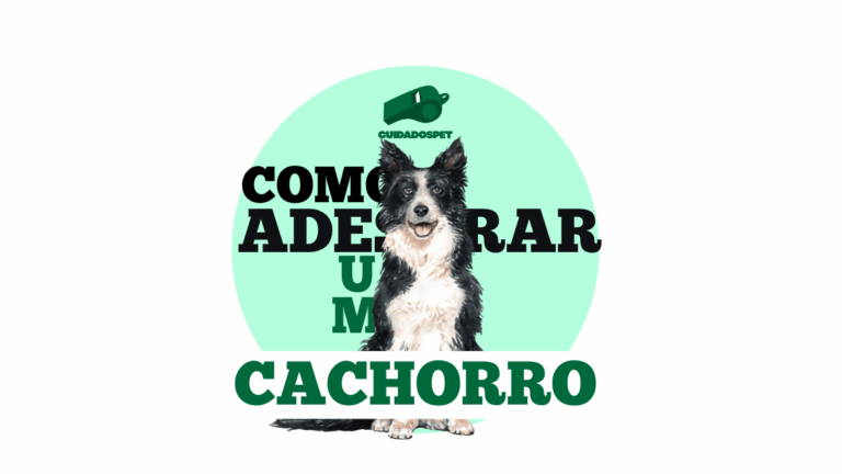 Como adestrar um cachorro: guia completo para ensinar obediência do jeito certo