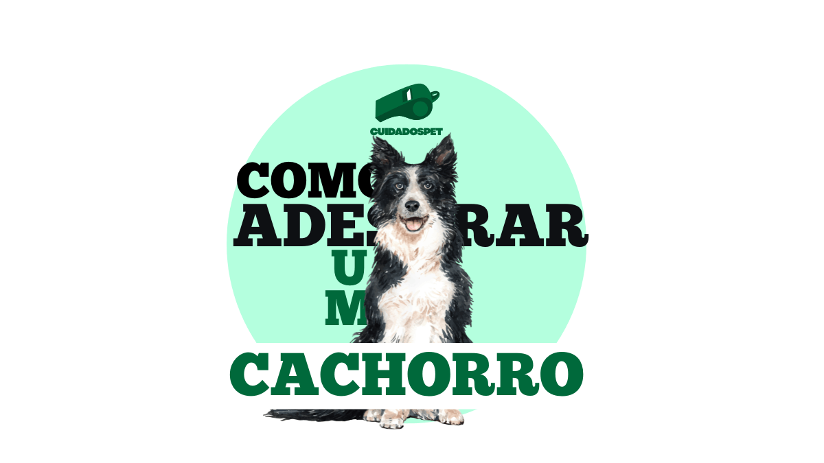 Como adestrar um cachorro: guia completo para ensinar obediência do jeito certo