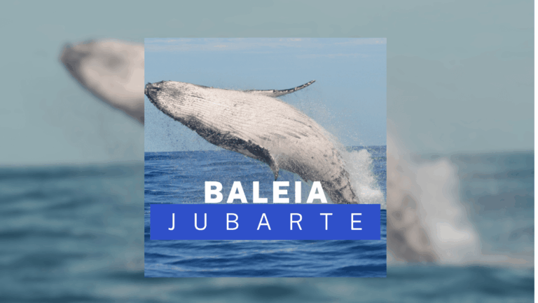 Baleia-jubarte: Tudo sobre a Gigante dos oceanos