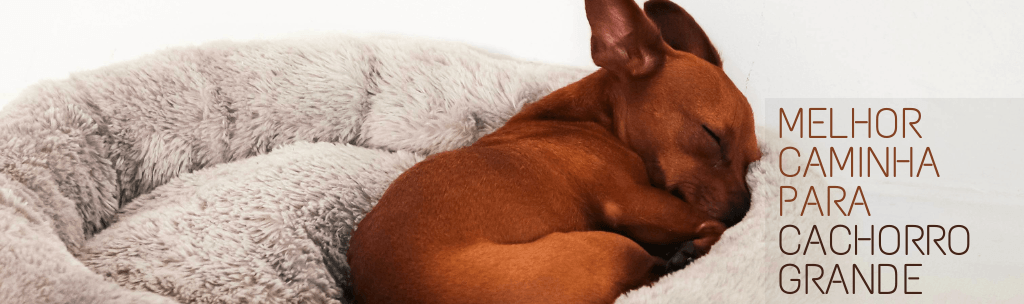 Melhor caminha para Cachorro Grande
