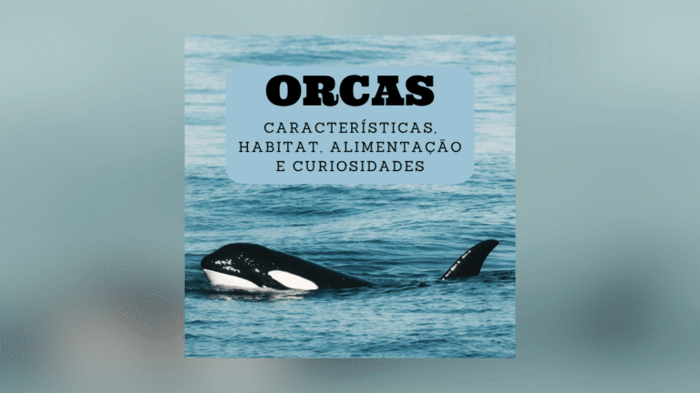 Orcas: características, habitat, alimentação e curiosidades